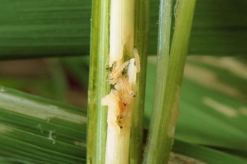 BEST MANAGEMENT FOR CONTROL OF STEMBORER IN PADDY