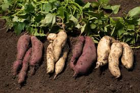 Disease management of sweet potatoes
