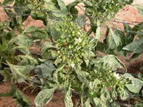 BEST MANAGEMENT FOR CONTROL OF THRIPS IN CHILLI