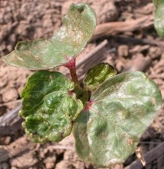 BEST MANAGEMENT OF THRIPS IN COTTON