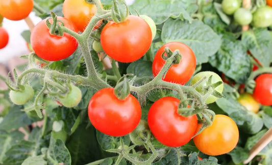 "Organic Solutions for Tomato Powdery Mildew"
