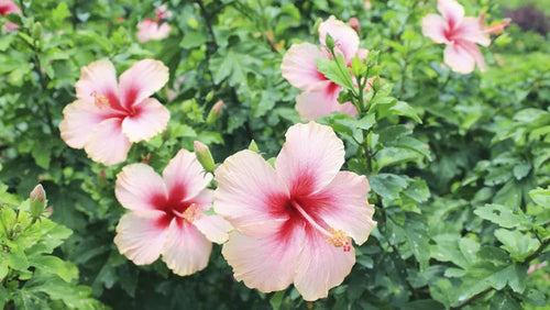 Pest management for Hibiscus plants