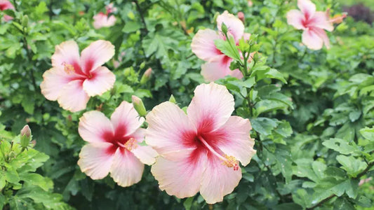 Pest management for Hibiscus plants