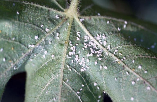 BEST MANAGEMENT OF WHITEFLIES IN COTTON