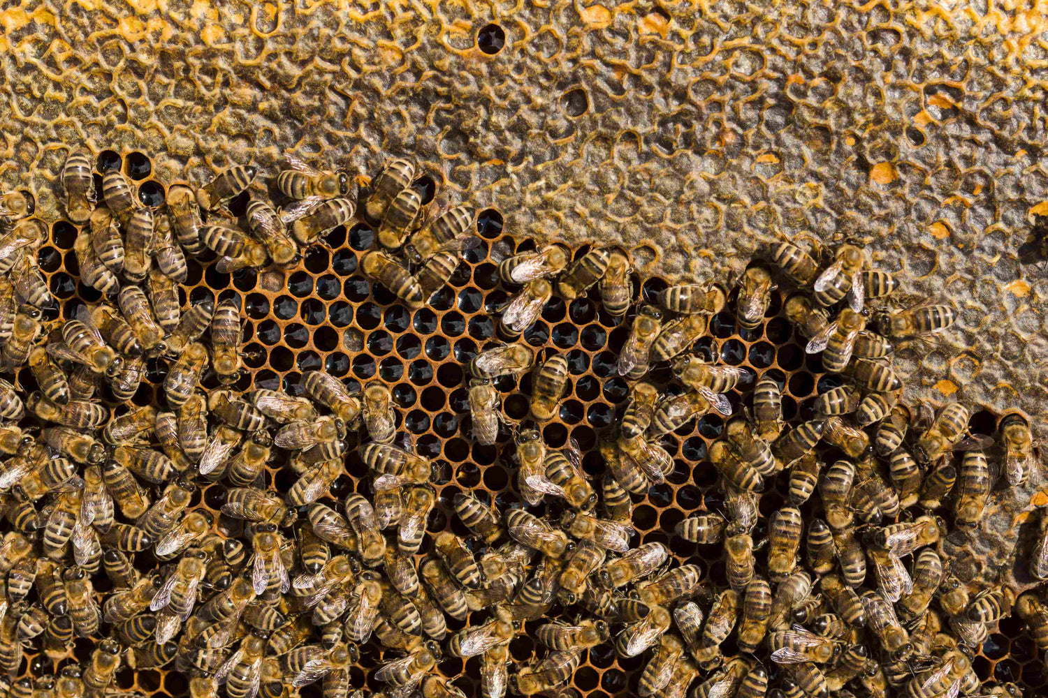 Honey Bees & Beekeeping: Your Guide to Apiculture Success
