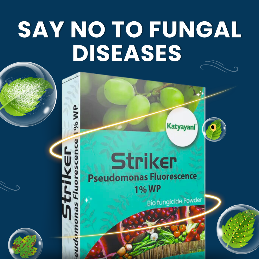Katyayani Striker Pseudomonas Fluorescens Bio Fungicide Powder