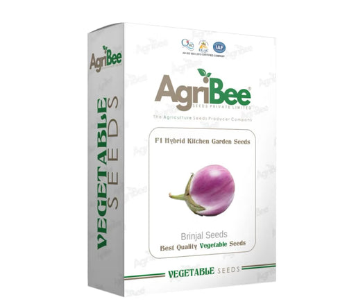 AgriBee F1 Hybrid Brinjal Seeds – High Yield Eggplant Seeds for Home & Terrace Gardening