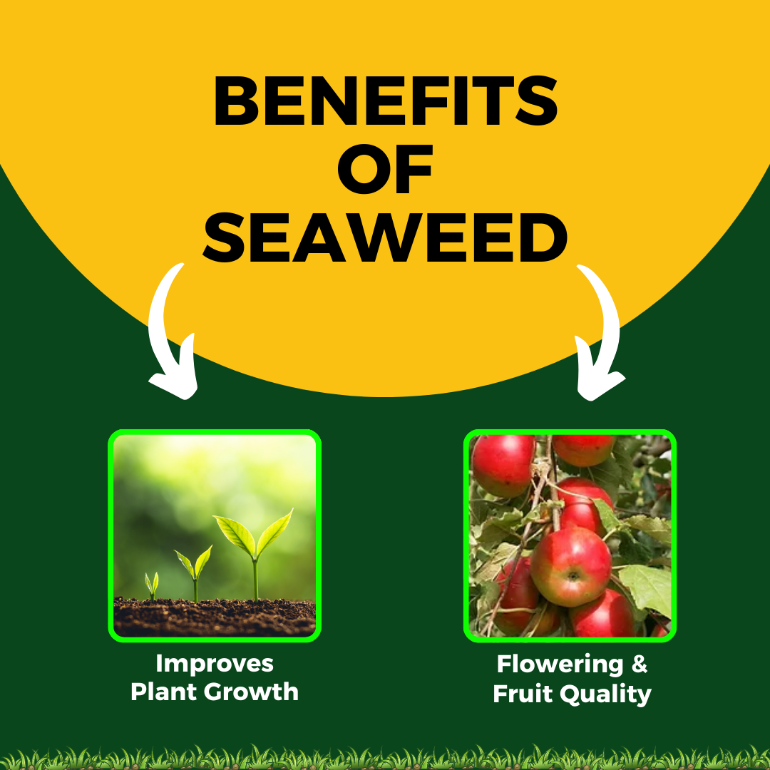 Katyayani Seaweed Extract | Liquid Organic fertilizer |