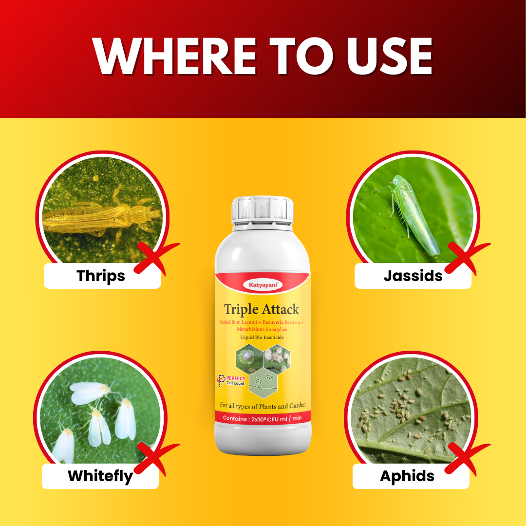 KATYAYANI TRIPLE ATTACK | VERTICILLIUM LECANII + BEAUVERIA BASSIANA + METARHIZIUM ANISOPLIAE | BIO PESTICIDE Liquid