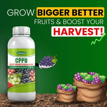 Katyayani CPPU | Forchlorfenuron 0.1 % L | Plant Growth Regulator