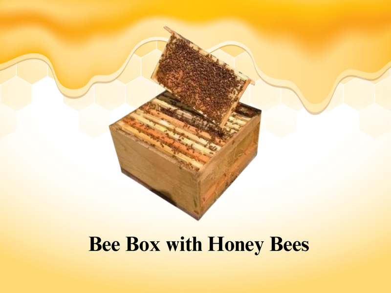 Bee Keeping