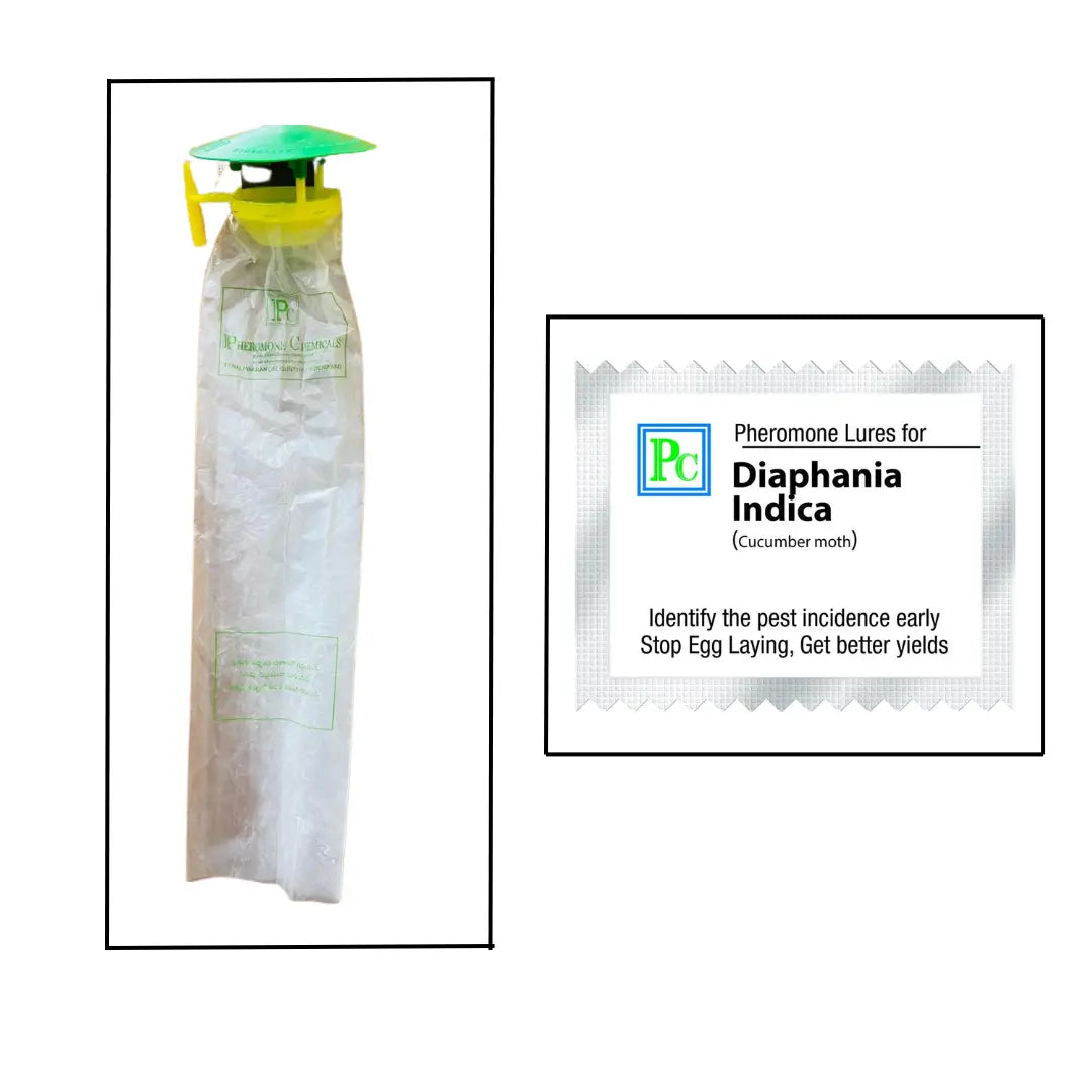 Pheromone traps and  Diaphania indica Lures (pack of 10 Traps and 10 Lures).