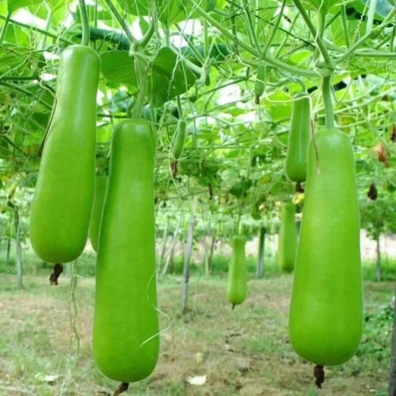 Shine seeds bottlegord F1 Apsara