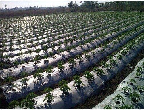 Mulching sheets - Khethari