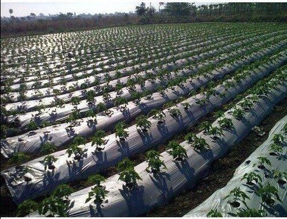 Mulching sheets - Khethari