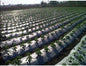 Mulching sheets - Khethari