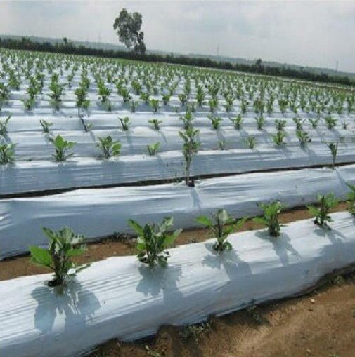 Mulching sheets - Khethari