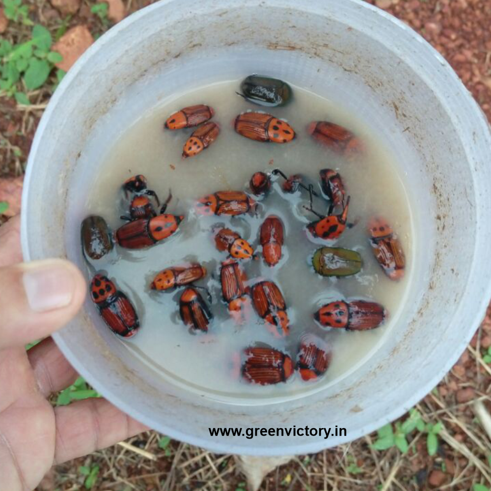 RED PALM WEEVIL PHEROMONE & TRAP