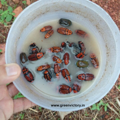 RED PALM WEEVIL PHEROMONE & TRAP