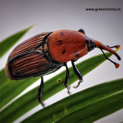RED PALM WEEVIL PHEROMONE & TRAP