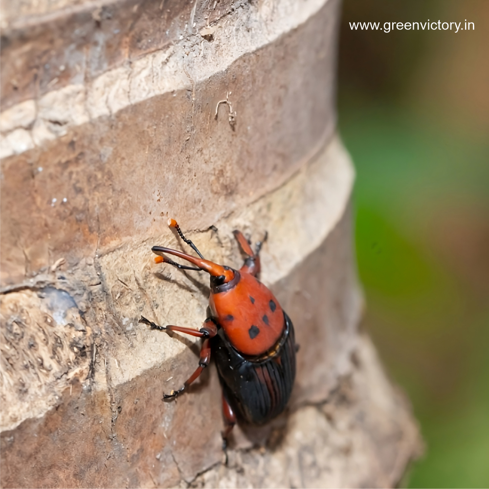 RED PALM WEEVIL PHEROMONE & TRAP