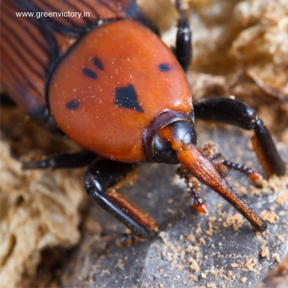 RED PALM WEEVIL PHEROMONE & TRAP