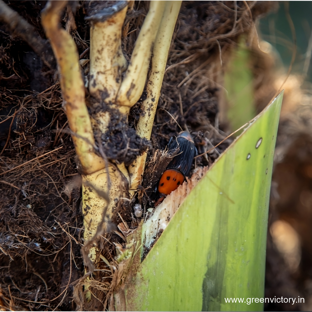 RED PALM WEEVIL PHEROMONE & TRAP