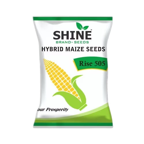 Shine Seed Maize Rise 505