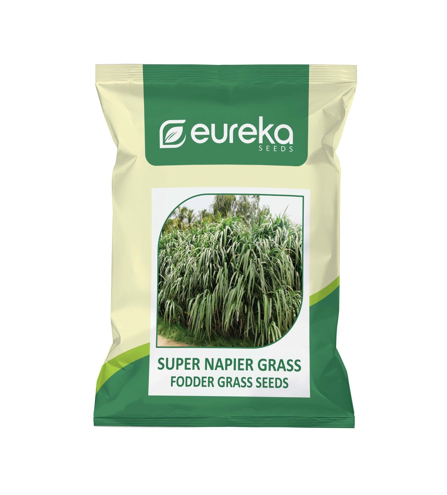 SUPER NAPIER GRASS