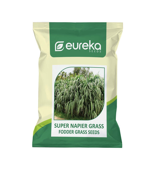 SUPER NAPIER GRASS