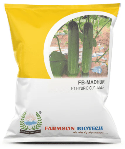 FB-MADHUR F1 HYBRID CUCUMBER SEEDS