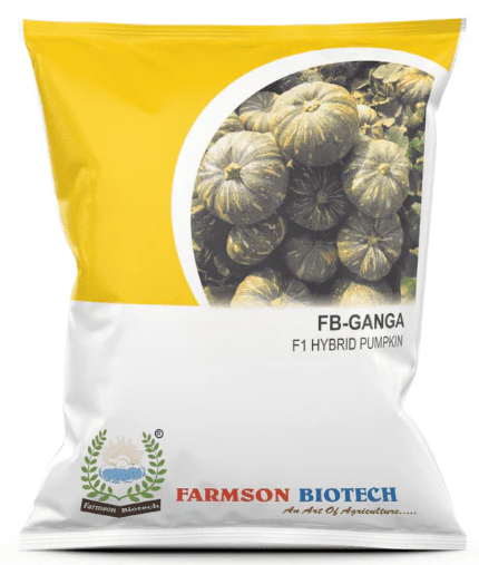 FB-GANGA F1 HYBRID PUMPKIN SEEDS