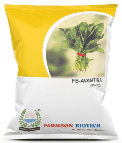 FB-AVANTIKA SPINACH SEEDS