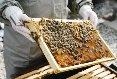 Apis cerana indica & Apis mellifera [ NON-STANDARD BOX ] Contact us to order: 63018 76413