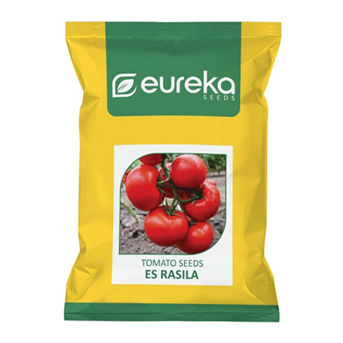 TOMATO ES RASILA IMPROVED