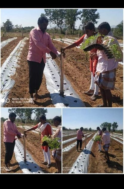 HECTARE Vegetable Transplanter | Flowers and Buds Transplanter | Stainless Steel Material | Outdoor and Garden Planting - Silver