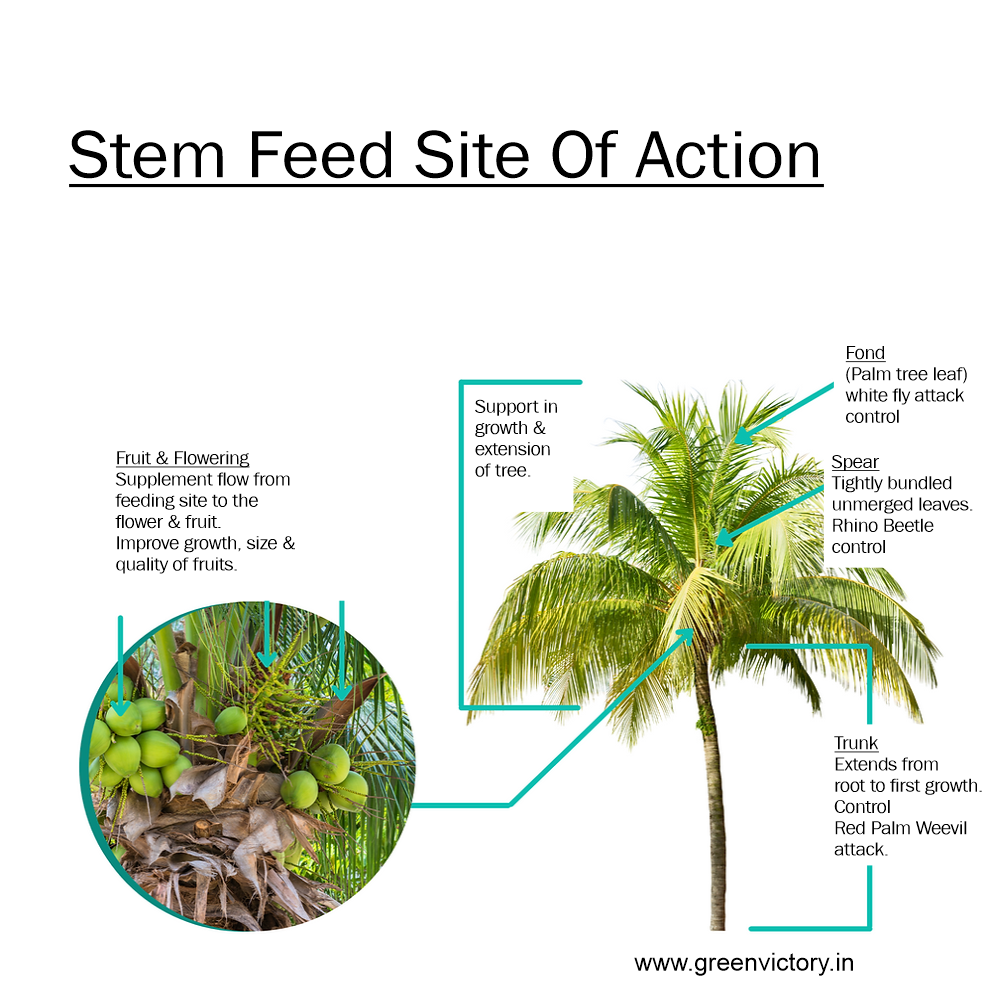 STEM FEED- 5 PSC PACK