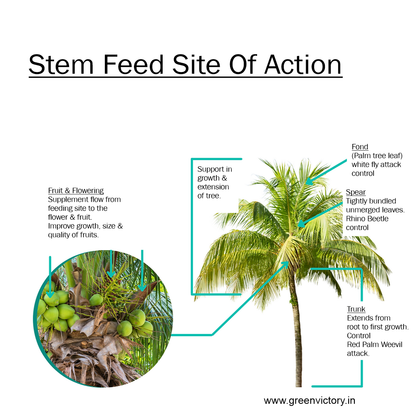 STEM FEED- 5 PSC PACK