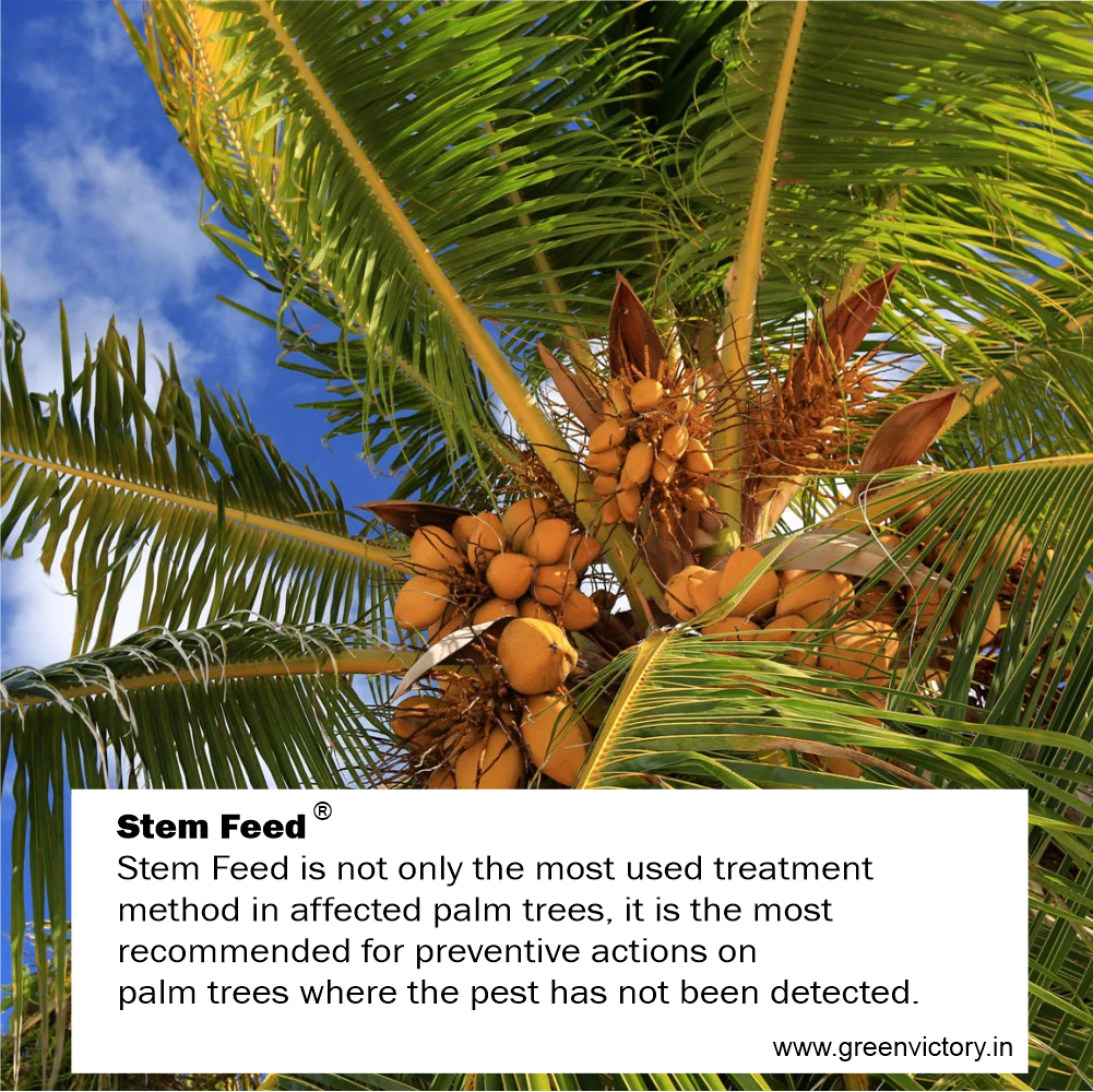STEM FEED- 5 PSC PACK