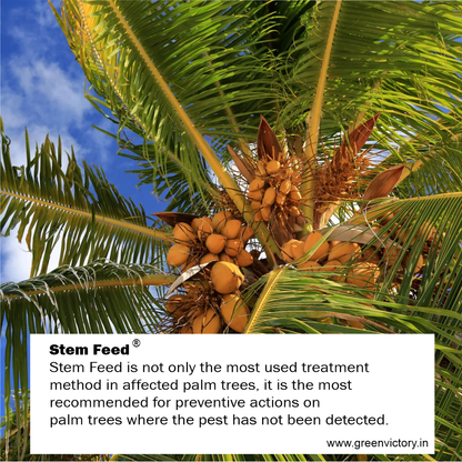 STEM FEED- 5 PSC PACK