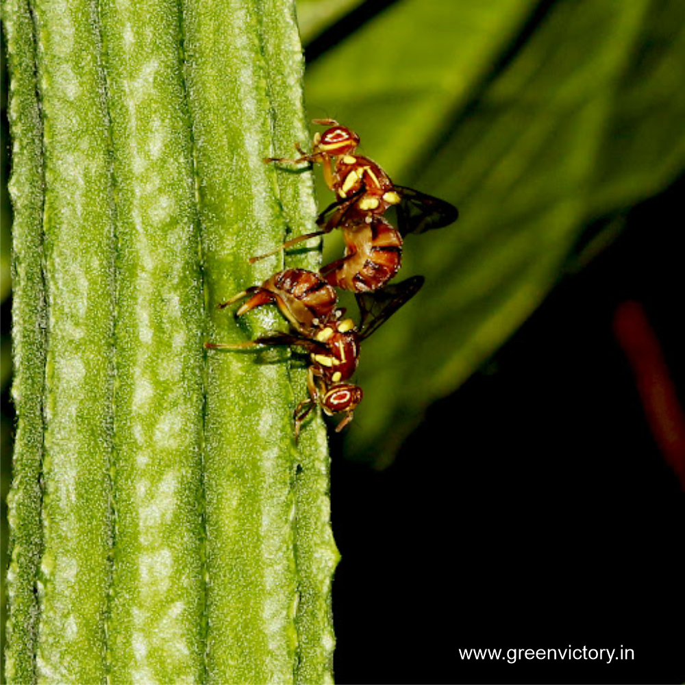 MELON FLY PHEROMONE & TRAP- ECONOMY