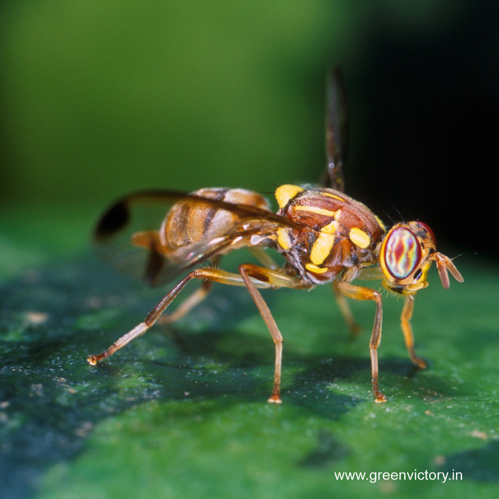 MELON FLY PHEROMONE & TRAP- BIG