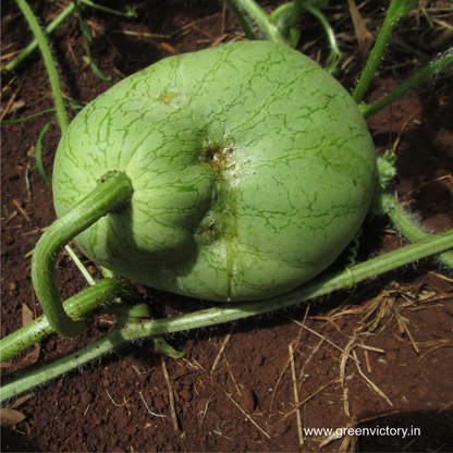 MELON FLY PHEROMONE & TRAP- ECONOMY