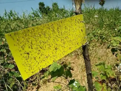 Sticky Trap (Pack of 10).