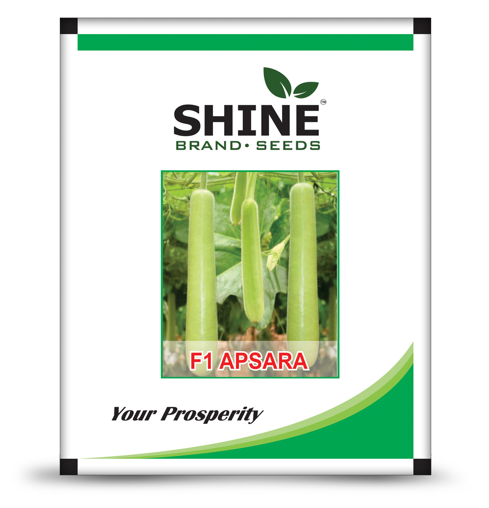 Shine seeds bottlegord F1 Apsara