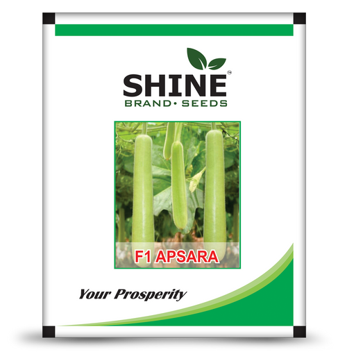 Shine seeds bottlegord F1 Apsara