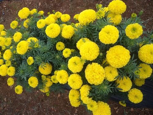 Shine Seeds Marigold F1 Brezza (Yellow)
