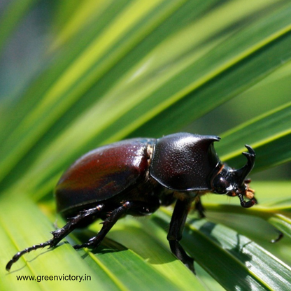 RHINOCEROS BEETLE PHEROMONE & TRAP