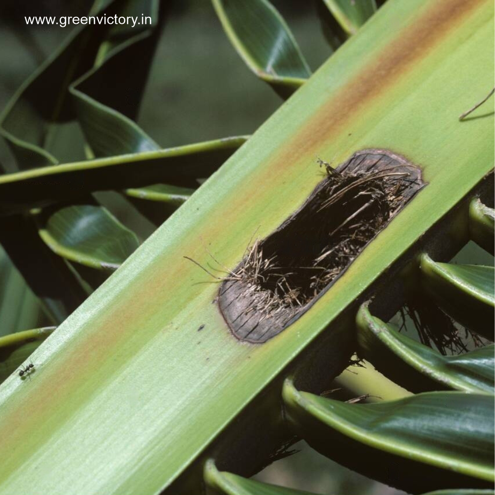 RHINOCEROS BEETLE PHEROMONE & TRAP