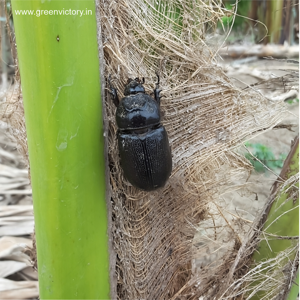RHINOCEROS BEETLE PHEROMONE & TRAP